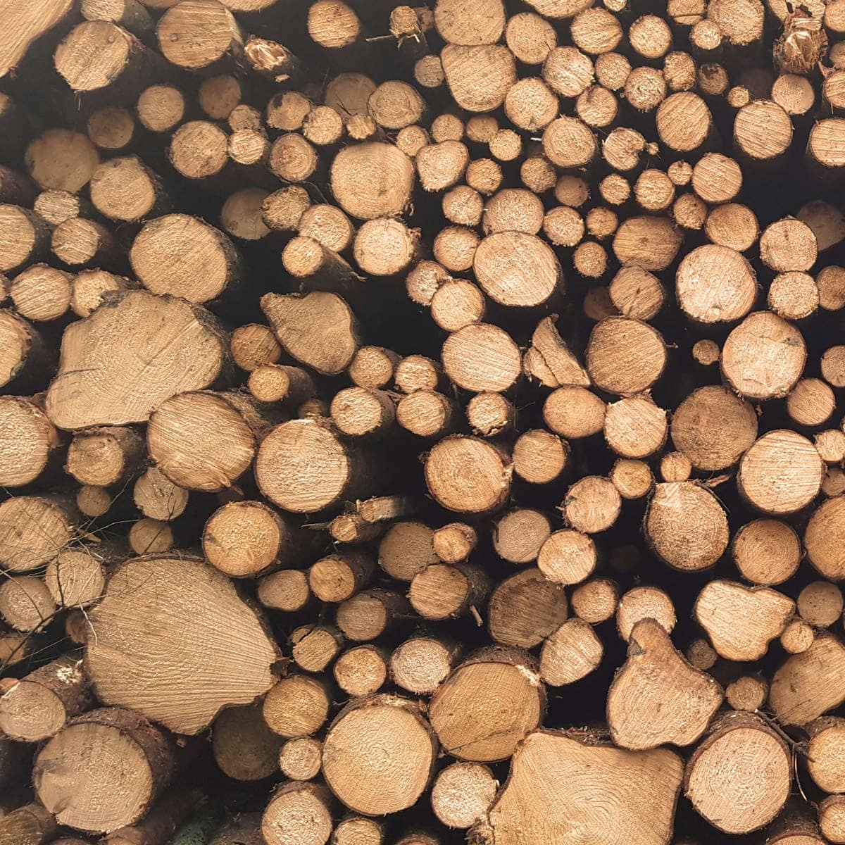 Holzfüller: Häufig gestellte Fragen (FAQs)